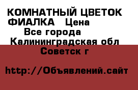 КОМНАТНЫЙ ЦВЕТОК -ФИАЛКА › Цена ­ 1 500 - Все города  »    . Калининградская обл.,Советск г.